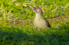 Iberian Green Woodpecker photo 5