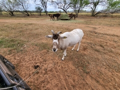 Addax