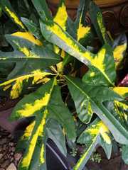 Codiaeum variegatum pictum