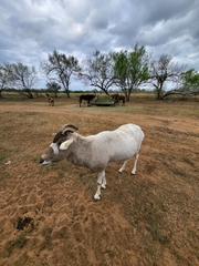 Addax