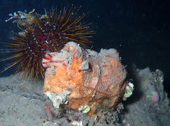 Microcosmus sabatieri