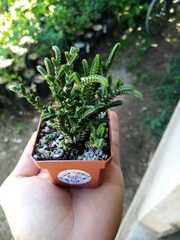 Selaginella delicatula