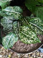 Dieffenbachia seguine