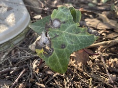Colletotrichum trichellum