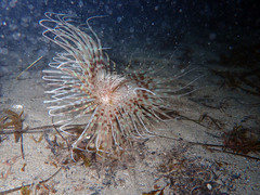 Pachycerianthus solitarius