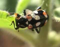 Eriopis connexa