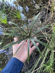 Cyperus alternifolius flabelliformis