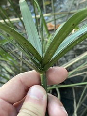 Cyperus alternifolius flabelliformis