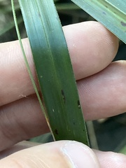 Cyperus alternifolius flabelliformis