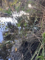 Cyperus alternifolius flabelliformis
