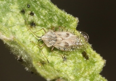 Gargaphia iridescens