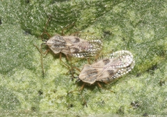 Gargaphia iridescens