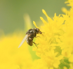 Polyodaspis