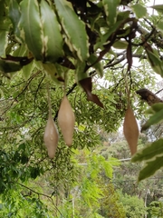 Ordgarius magnificus