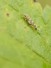 Eupteryx decemnotata