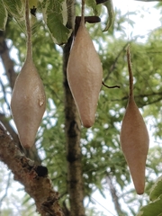 Ordgarius magnificus