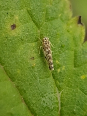 Eupteryx decemnotata