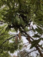 Ordgarius magnificus