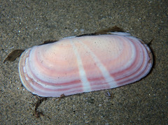 Solecurtus strigilatus