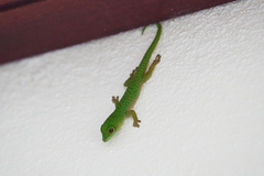 Phelsuma sundbergi