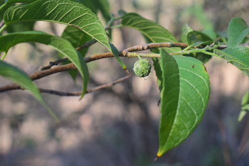 Maclura tinctoria - Whole tree