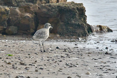 Pluvialis squatarola