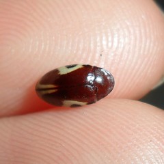 Chelonarium ornatum