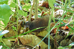 Nesoenas picturatus