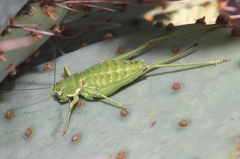 Eremopedes covilleae