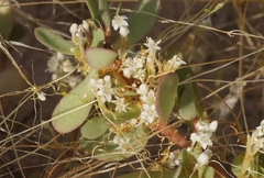 Cuscuta umbellata