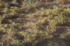 Cuscuta umbellata