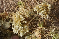 Cuscuta umbellata