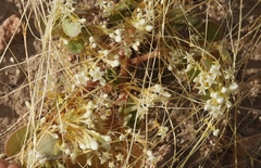 Cuscuta umbellata