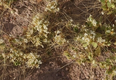 Cuscuta umbellata
