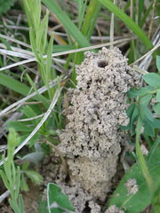 Colletes cunicularius