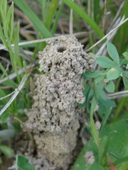Colletes cunicularius