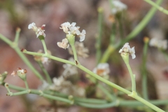 Eriogonum rotundifolium