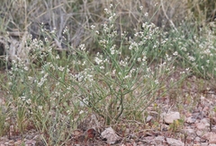 Eriogonum rotundifolium