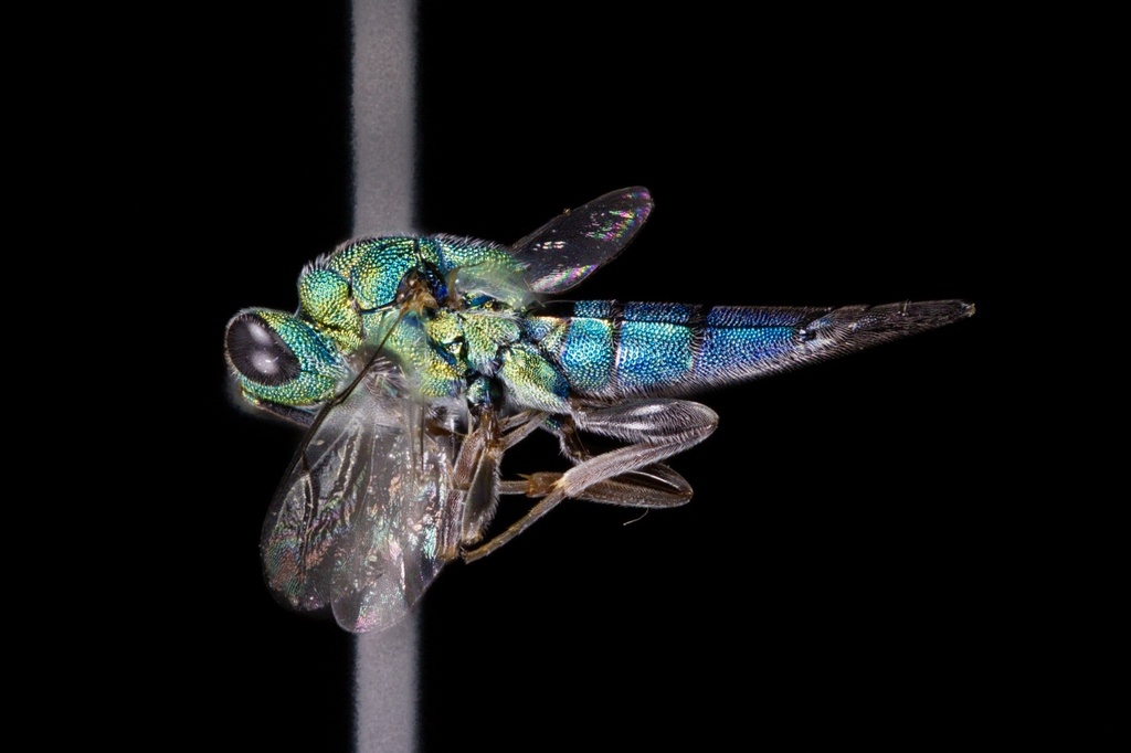 Epistenia coeruleata