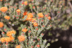 Melaleuca asterocarpa histoclada