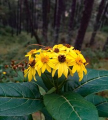 Verbesina virgata