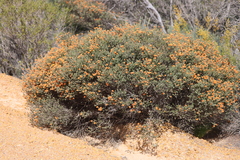Melaleuca asterocarpa histoclada