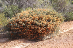 Melaleuca asterocarpa histoclada