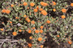 Melaleuca asterocarpa histoclada