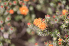 Melaleuca asterocarpa histoclada