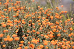 Melaleuca asterocarpa histoclada