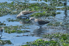 Calidris alba