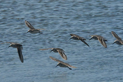 Calidris