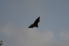 Pteropus seychellensis seychellensis