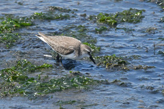 Calidris pusilla